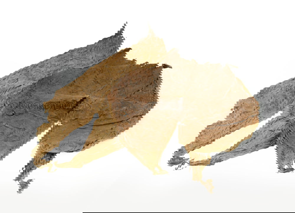 Similar – Image, Stock Photo herbarium Elegant Style