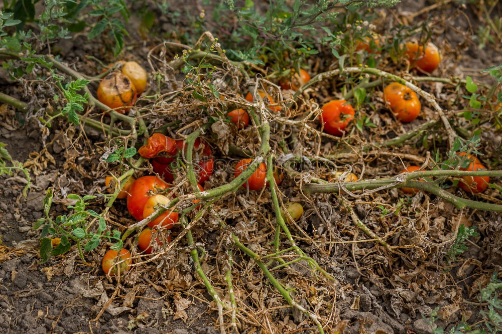 Similar – Image, Stock Photo Chestnuts Quinces Physalis