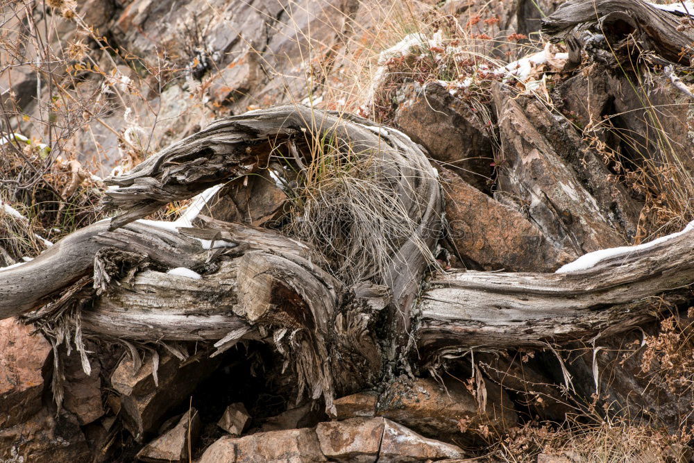 Similar – Foto Bild Tree II Baum