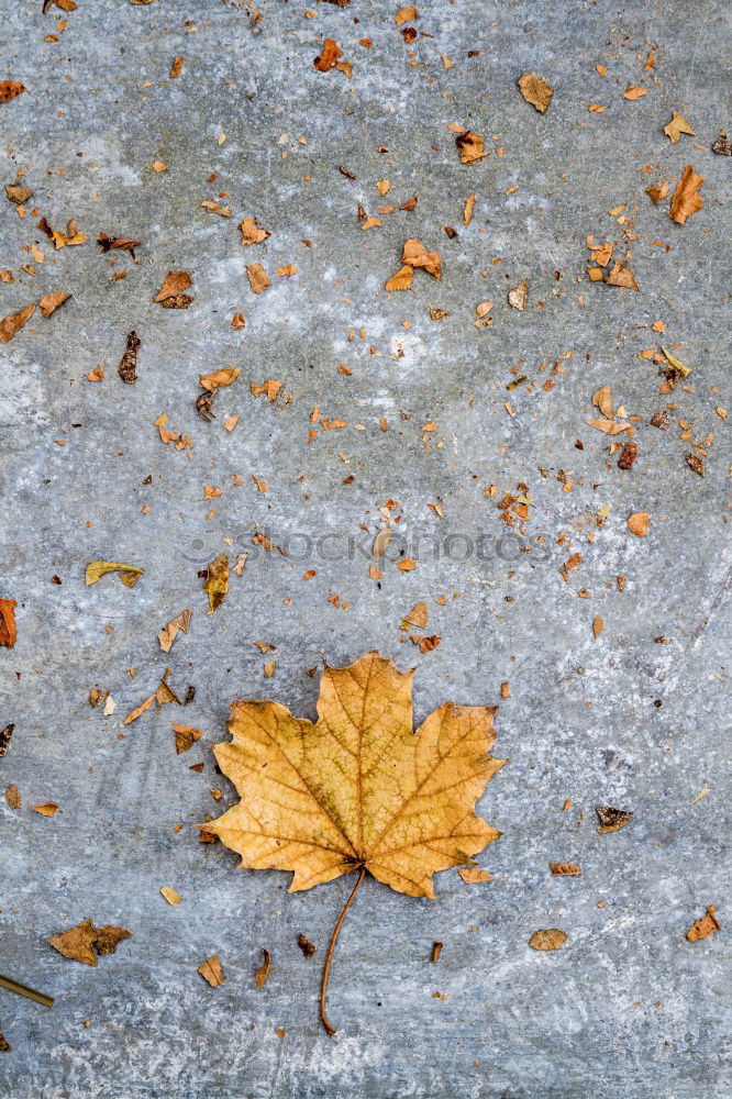 Similar – Image, Stock Photo adherence Plant Autumn