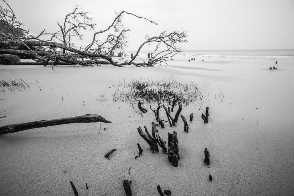 Similar – Weststrand Umwelt Natur