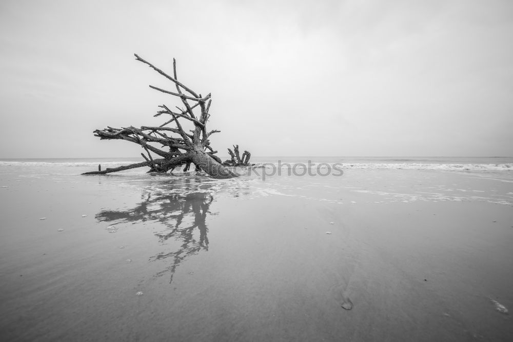 Similar – Image, Stock Photo Mussel on the beach Beach