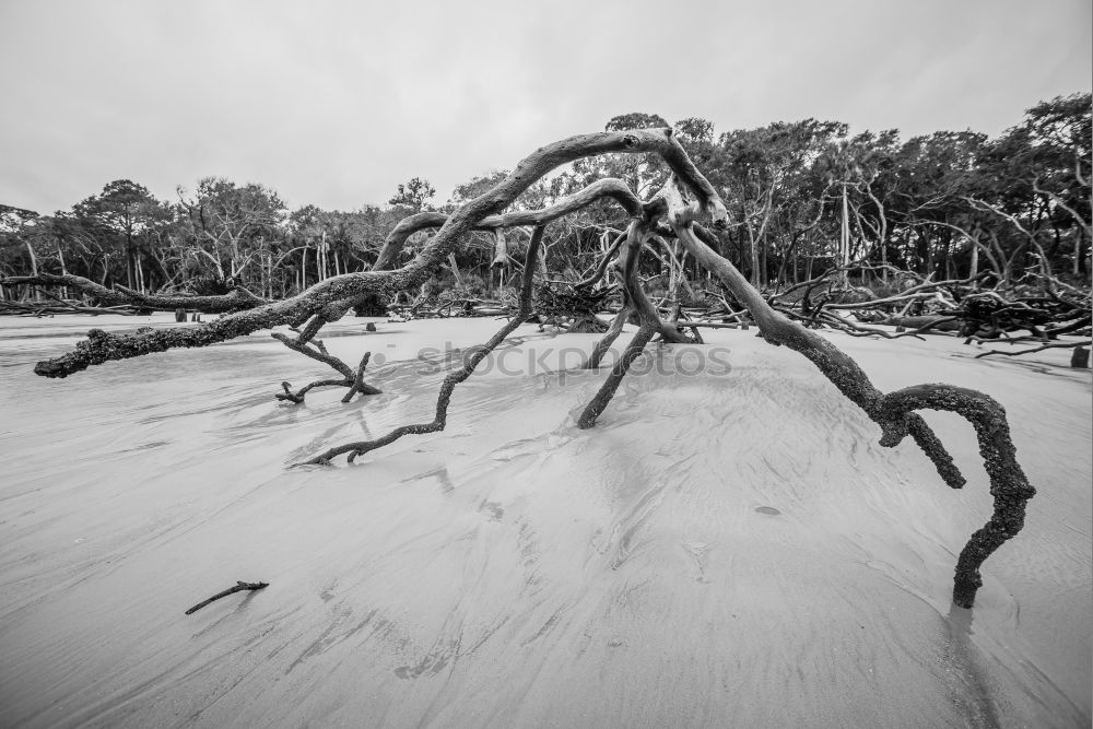 Similar – western beach Environment