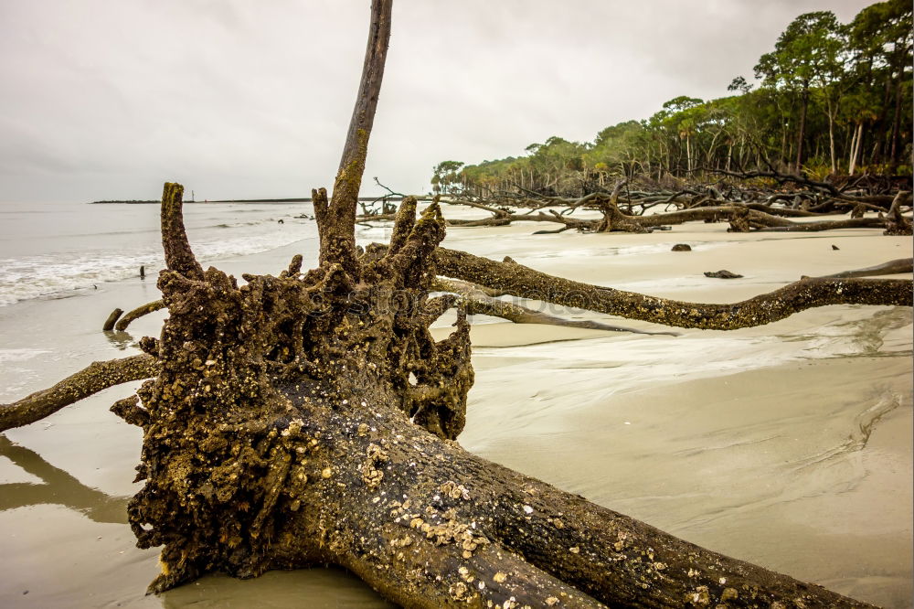 Similar – western beach Environment