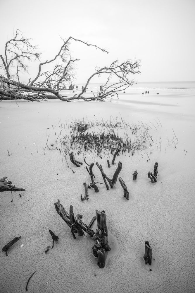 Similar – Weststrand Umwelt Natur