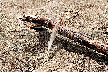 Similar – Animal skull lost in desert