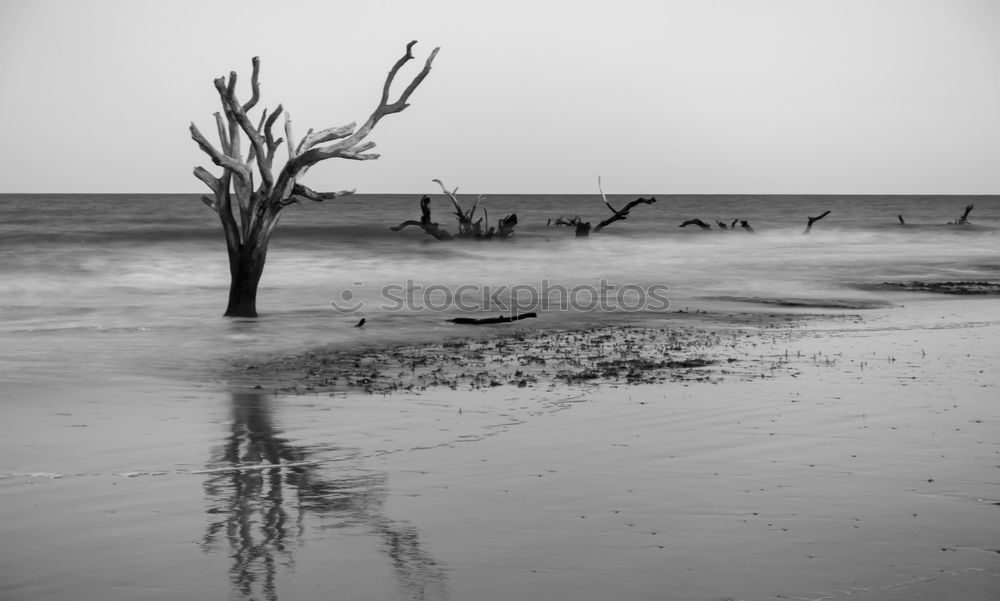 Similar – dune Nature Landscape Sand