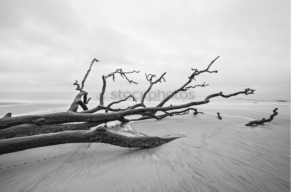 Similar – Image, Stock Photo Driftwood on the coast of the Baltic Sea