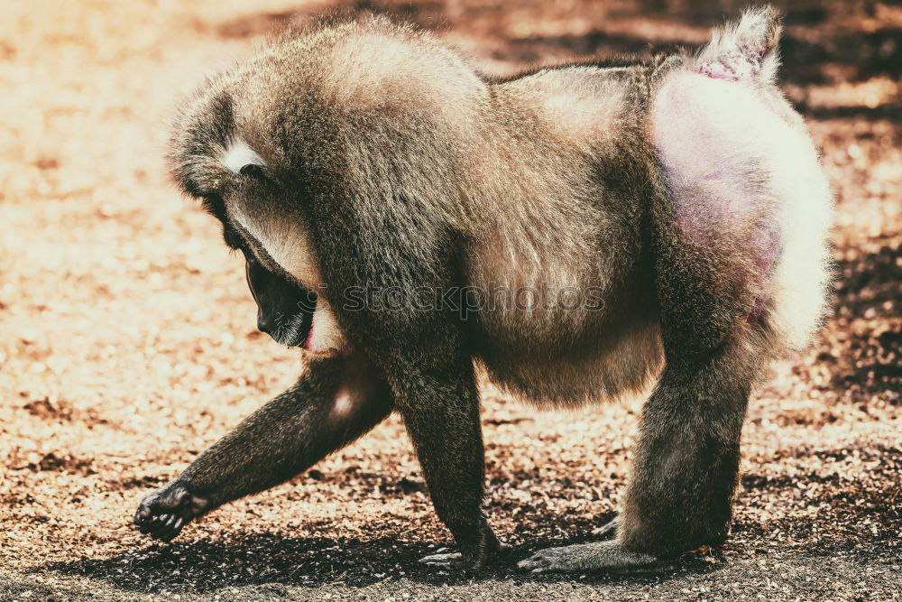 Image, Stock Photo Drill Monkey (Mandrillus Leucophaeus) Portrait