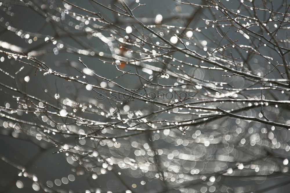 Similar – Image, Stock Photo Willow Catkin