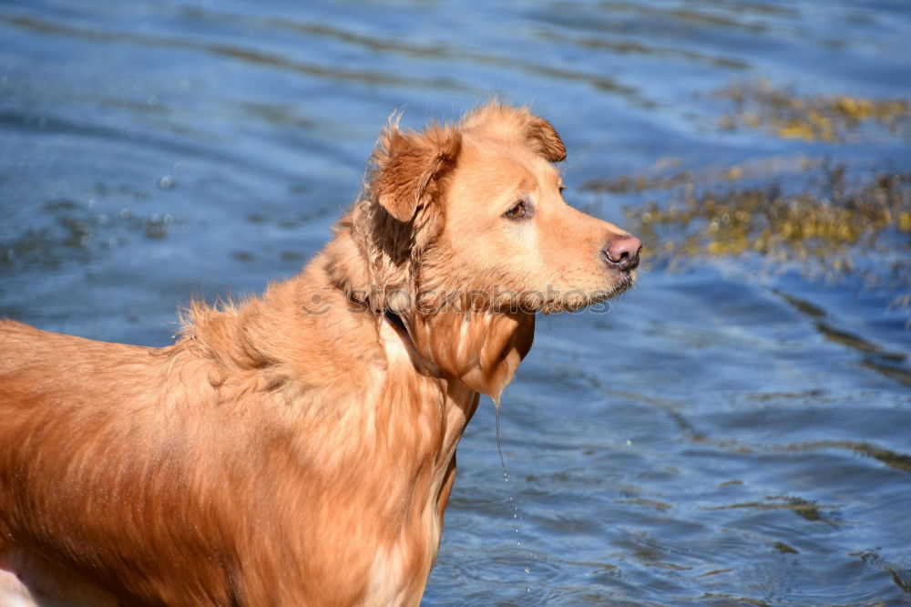 Similar – Image, Stock Photo dog days Nature Elements