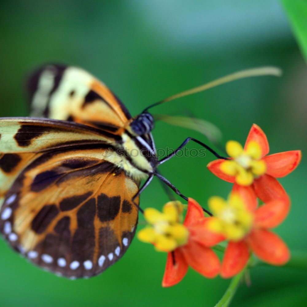 Similar – Image, Stock Photo Macro Butterfly