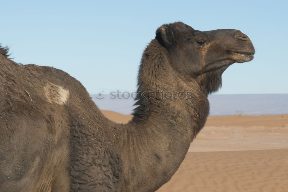 Similar – Image, Stock Photo Where’s the dentist? Camel