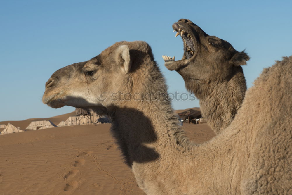 Image, Stock Photo Where’s the dentist? Camel