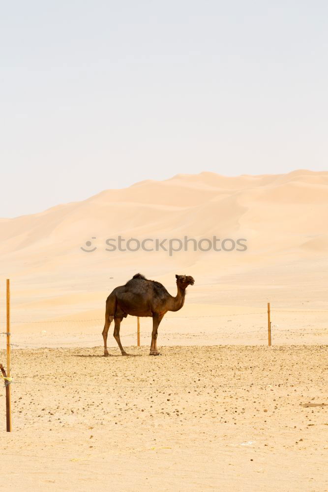 Similar – Image, Stock Photo oman empty quarter of desert a free