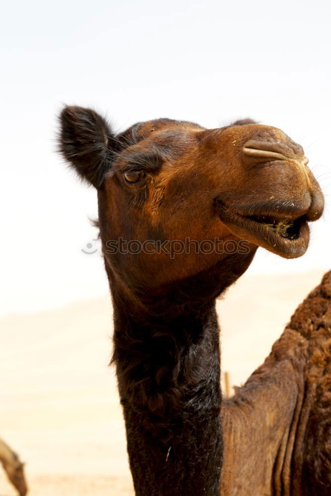 Similar – Camelface Morocco Africa