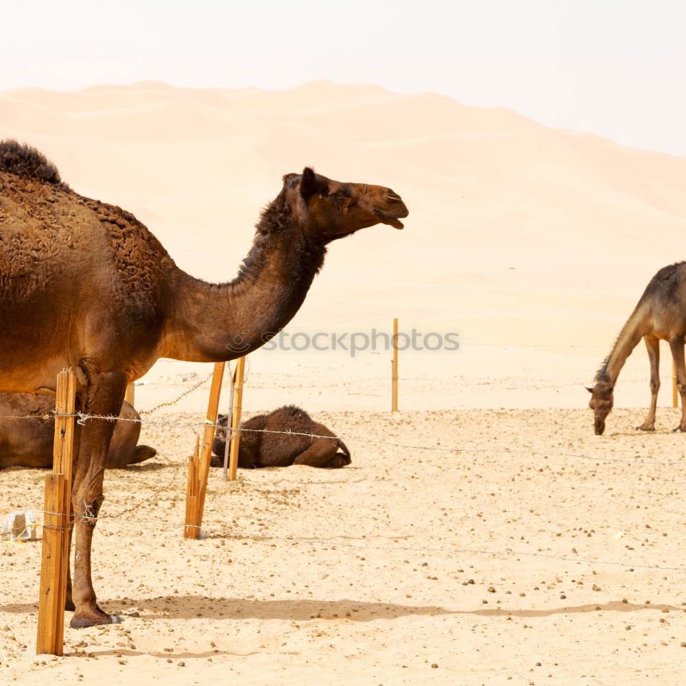 Similar – Image, Stock Photo oman empty quarter of desert a free