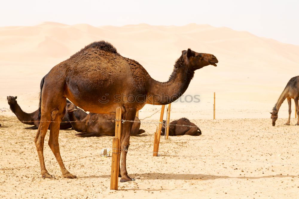 Similar – Image, Stock Photo oman empty quarter of desert a free