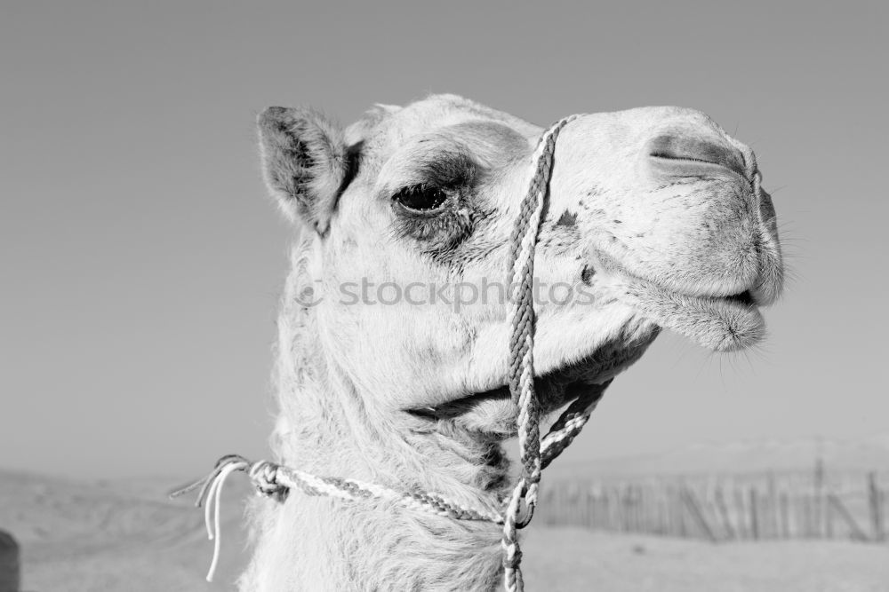 Similar – Camelface Morocco Africa