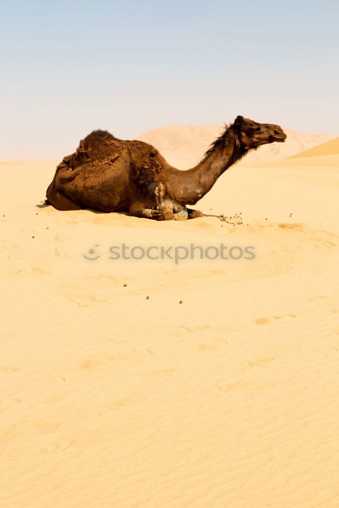 Image, Stock Photo oman empty quarter of desert a free