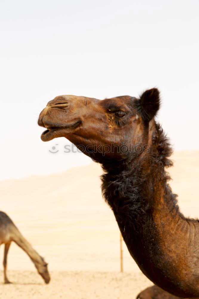 Similar – Image, Stock Photo Sent to the desert