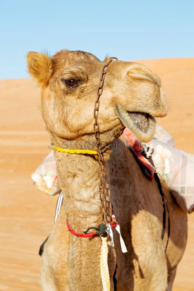 Image, Stock Photo y in oman empty quarter of desert a free