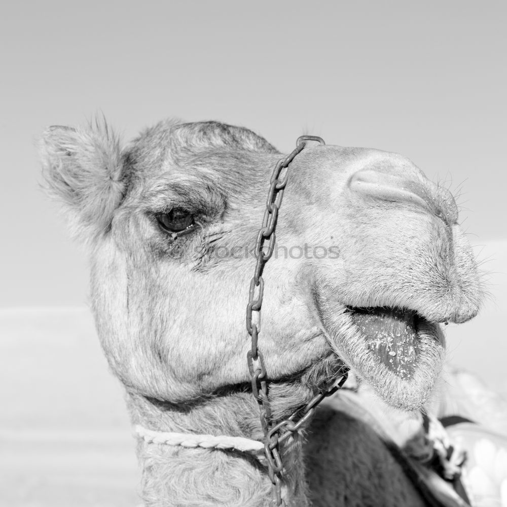 Similar – Image, Stock Photo camel look Camel 1 Animal