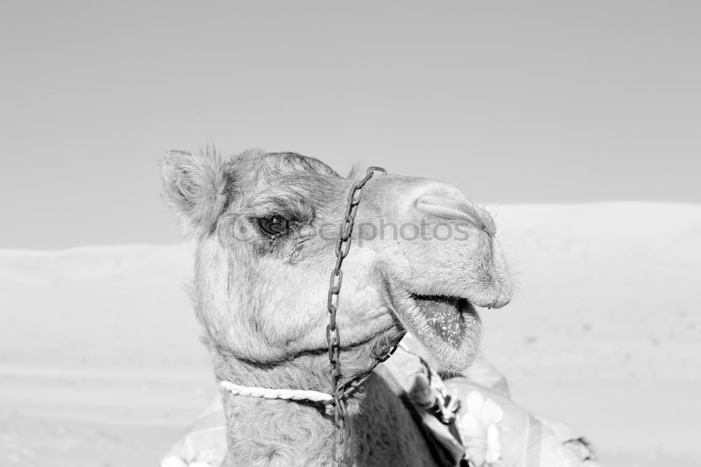 Image, Stock Photo Sent to the desert