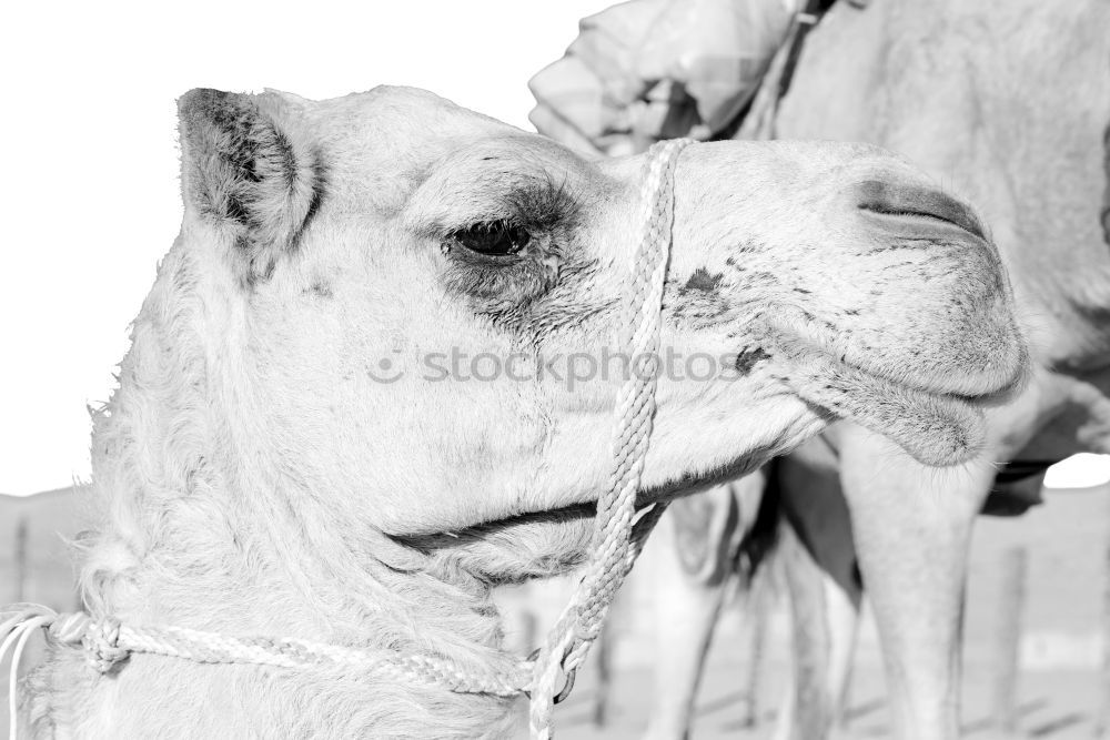 mildew Horse Mane Pattern