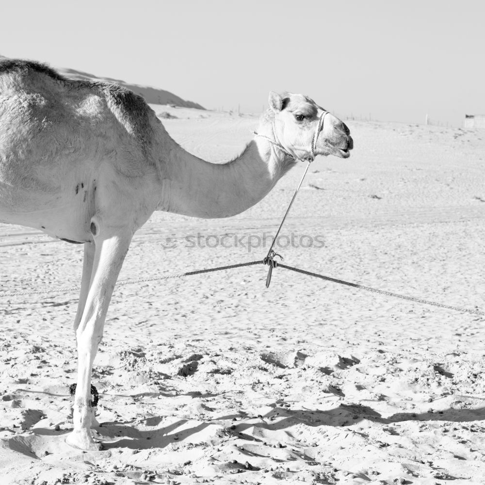 Similar – Image, Stock Photo #A# Desert Horse Climate