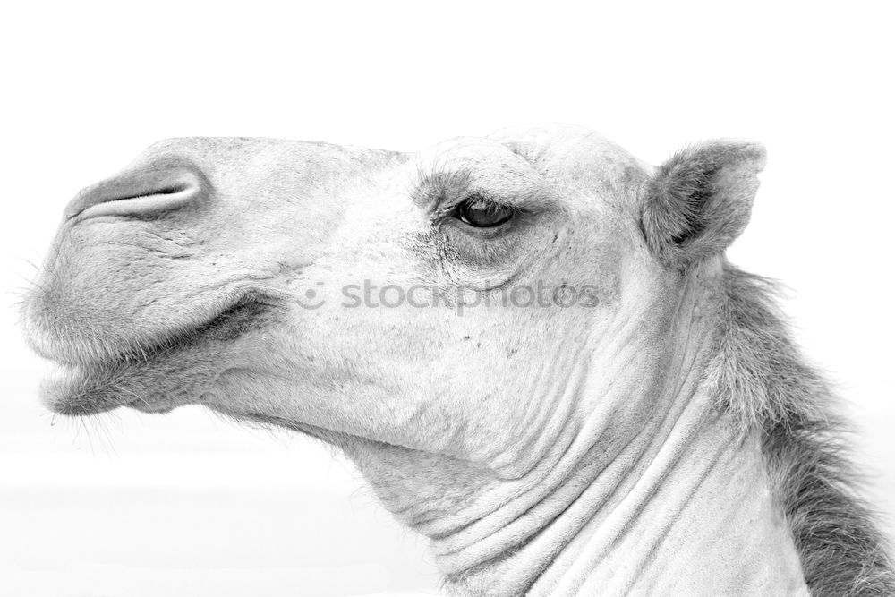 Similar – Image, Stock Photo llama Switzerland Animal