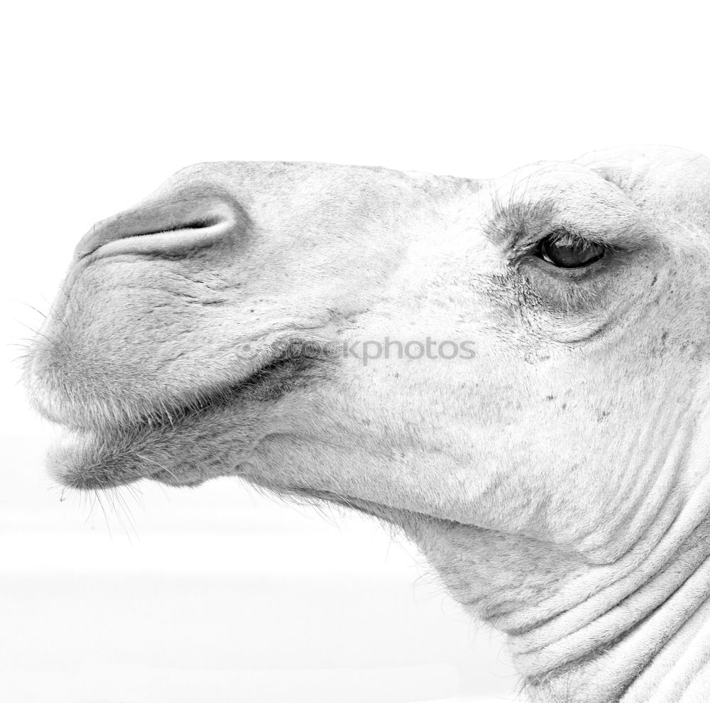 Similar – Donkey portrait from frog perspective. Donkey with long erect ears looks curiously at camera