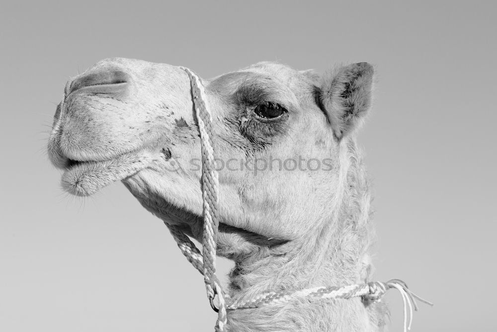 Similar – Image, Stock Photo freckles Cow Cattle Bull