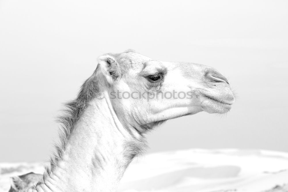 Similar – Image, Stock Photo llama Switzerland Animal