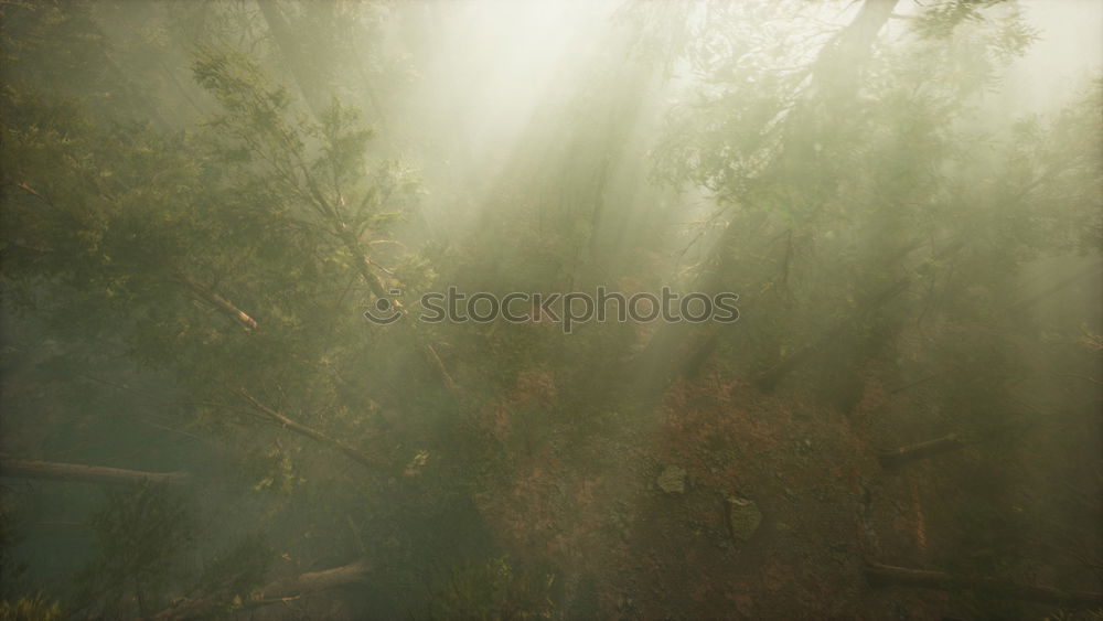 Similar – Image, Stock Photo adventure in the magic forest