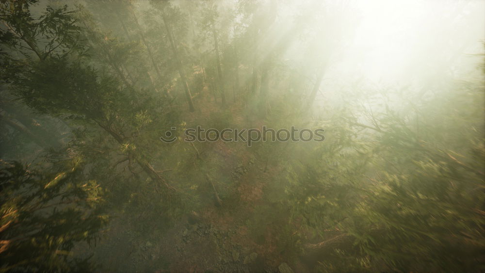 Similar – Image, Stock Photo Jule in the woods.