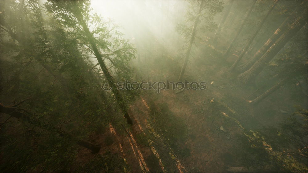 Similar – Image, Stock Photo in the wood Environment