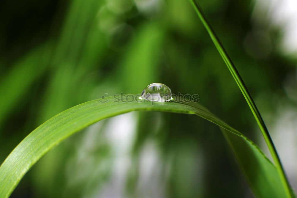 Similar – Foto Bild gras Gras Wiese nass