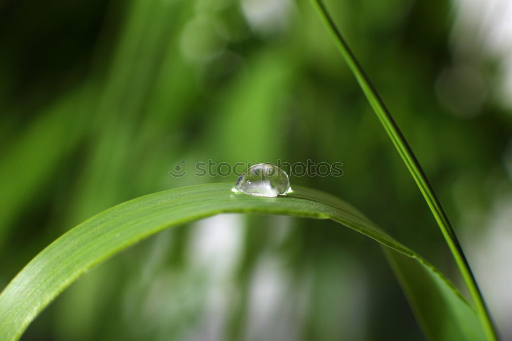 Similar – Image, Stock Photo After the rain Grass