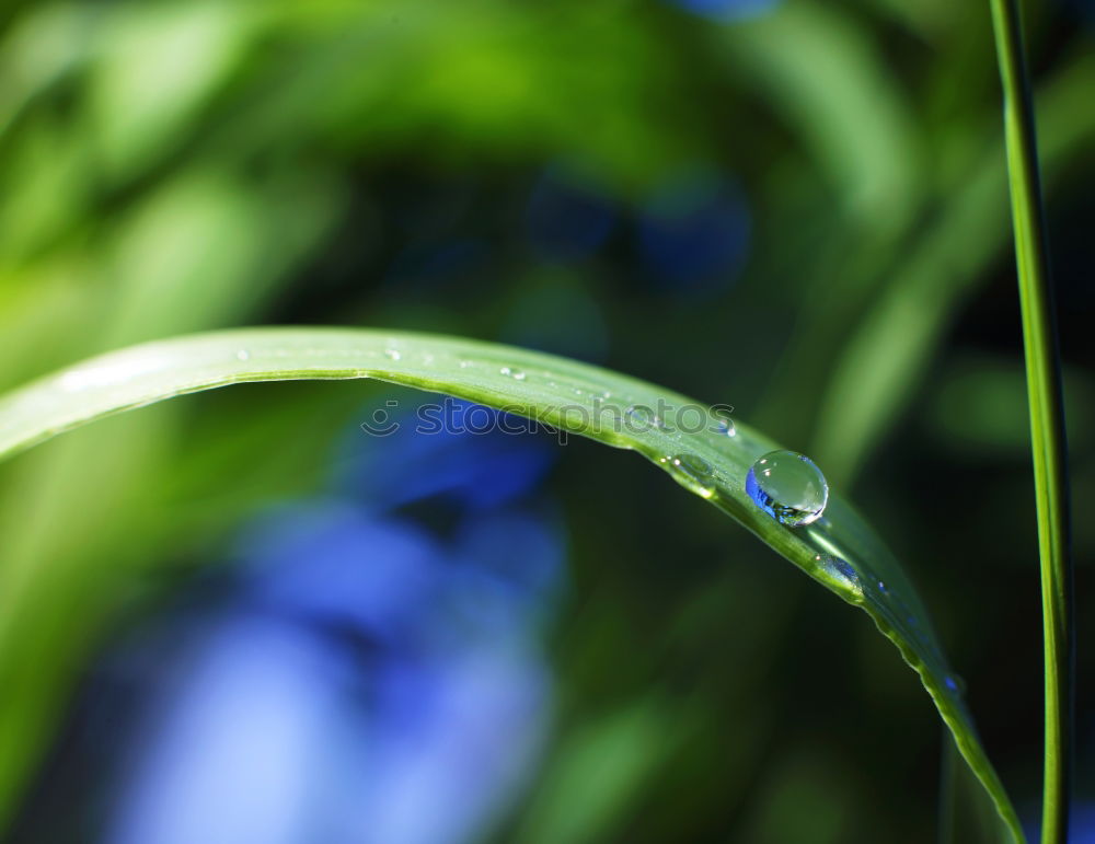 Similar – Foto Bild regen.tropfen