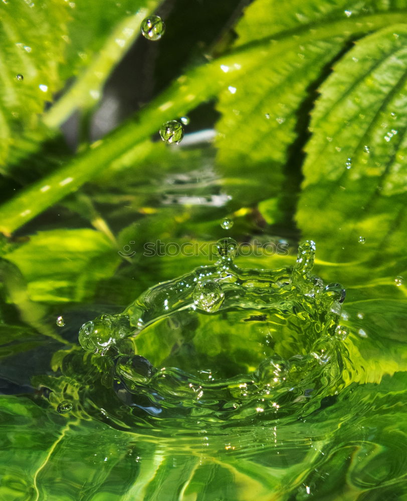 Similar – Image, Stock Photo Pretty green Plant Green