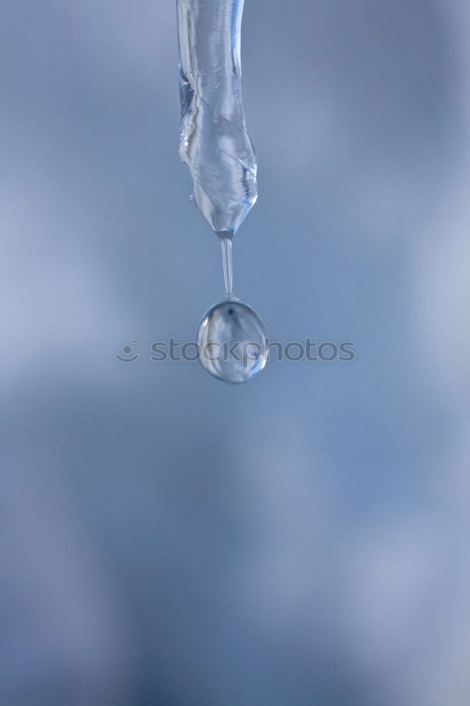 freezing Fence Tree