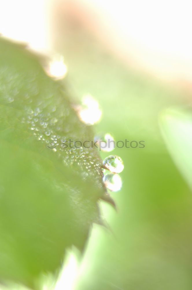 Similar – Foto Bild Wasser Blatt grün Garten