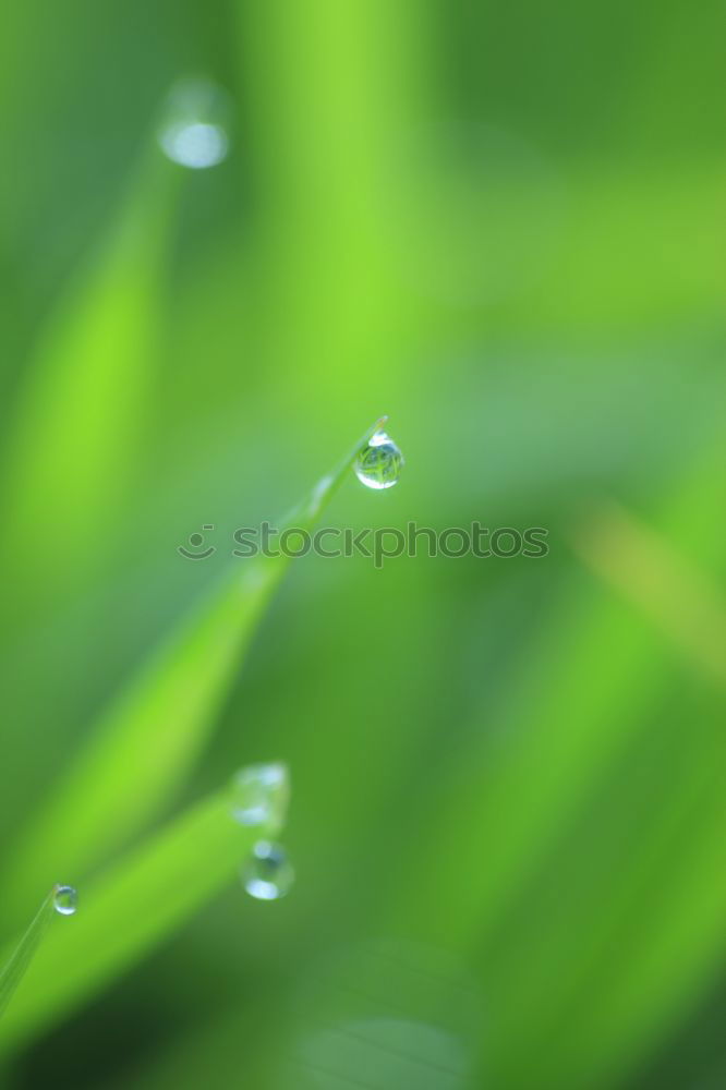 Similar – nach dem Regen Gras Wiese