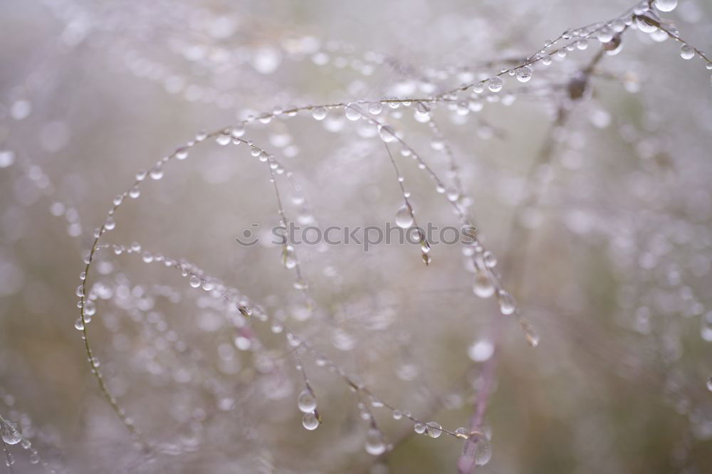 Similar – Foto Bild Erste Hoffnung Gras Halm