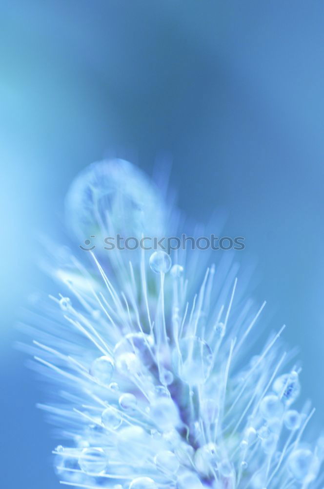 Similar – Image, Stock Photo Frost-covered rose hip Jam