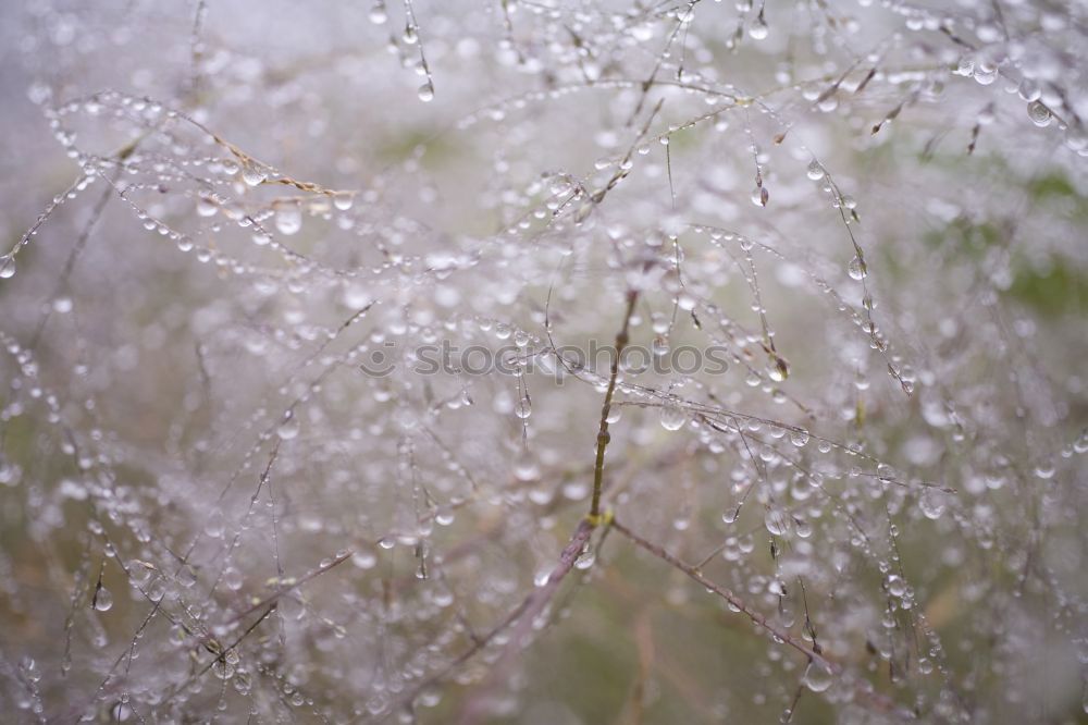 Similar – Foto Bild Erste Hoffnung Gras Halm