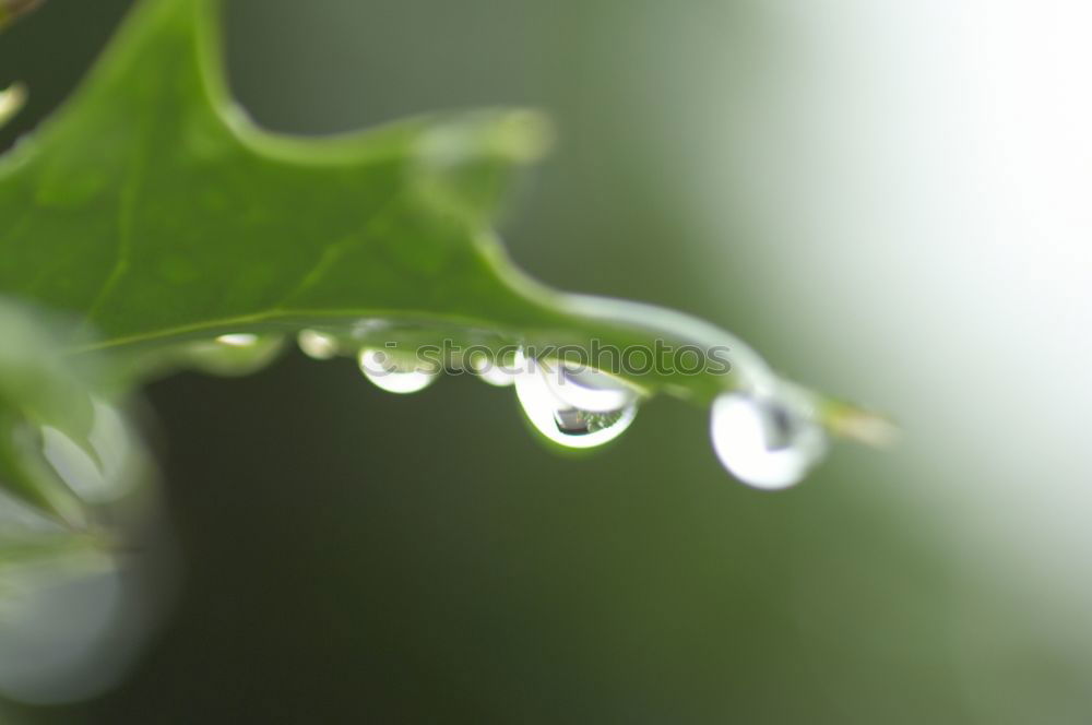 Similar – drip drop Umwelt Natur