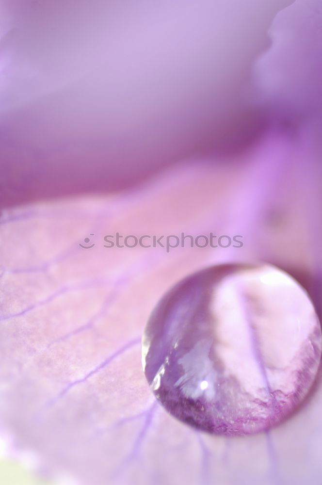 Similar – Image, Stock Photo purple Nature Elements