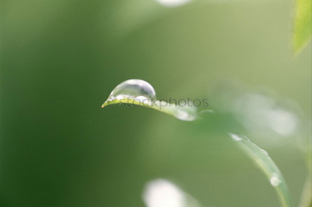 Similar – regentropfen Farbfoto